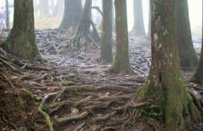 bonsai roots